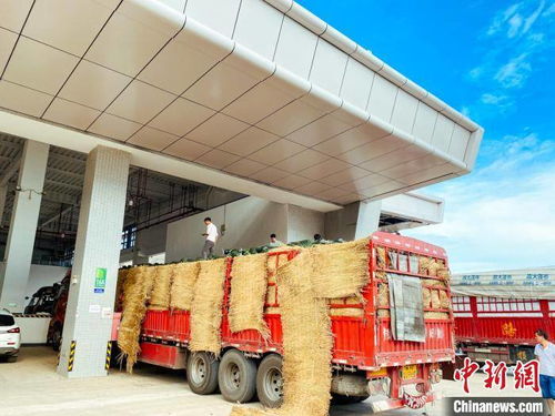海南最大农产品一级批发市场开业 将起稳定 菜篮子 作用